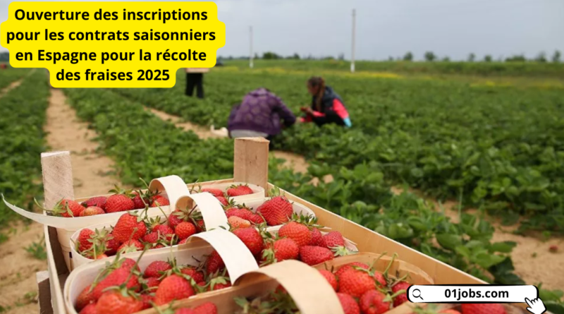 Urgent : Ouverture des inscriptions pour les contrats saisonniers en Espagne pour la récolte des fraises 2025